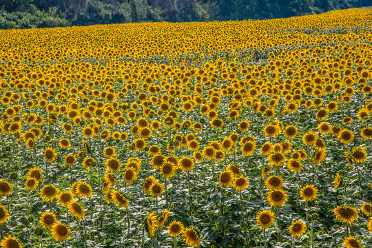 großes Sonnenblumenfeld