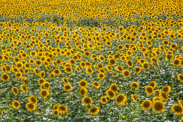 großes Sonnenblumenfeld