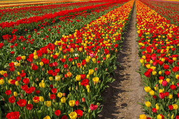 Spring blooming tulip field. Spring floral background.