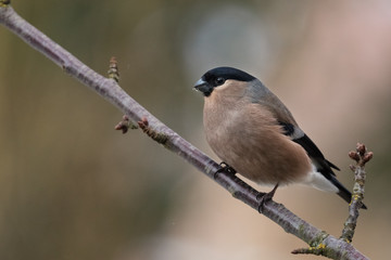 Eurasian Bullfinch, Pyrrhula pyrrhula, female