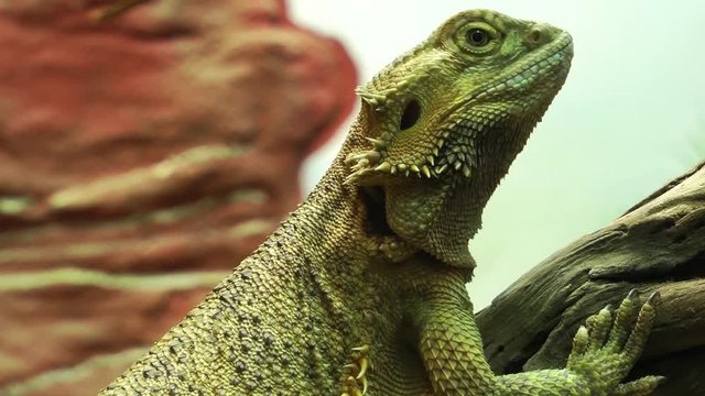 Iguana Animal in Zoo