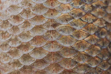 Texture backdrop background Brilliant multicolored pink, gray, orange iridescent fish scales skin with dots in the form of fans