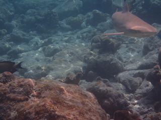 Schwarzspitzen-Riffhai Malediven