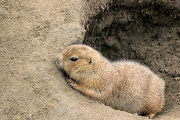 groundhog in sand hole