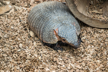 close up of Six-banded Armadillo