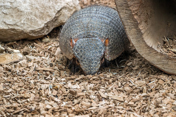 close up of Six-banded Armadillo on grass