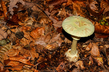 Grüner Knollenblätterpilz, Amanita citrina