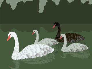 family of vector white gray and black swans floating on a green pond with reflection and green dark bushes