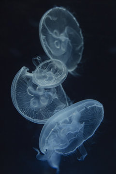 Jellyfish