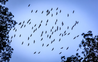 Common cranes (grus grus) flying in a thermal to gain altitude..