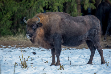 aurochs, bison, buffalo, animal