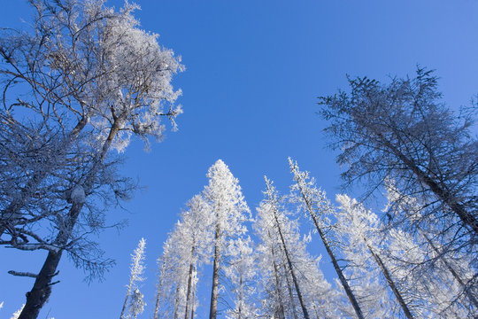 Fototapeta Zimowe niebo