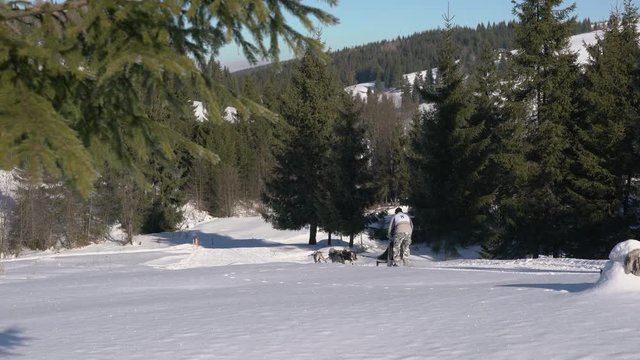 Dog sleds racing in the mountains