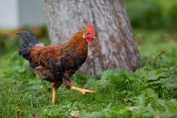 The young rooster proudly walks in the garden