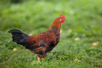 The young cock proudly walks in the garden