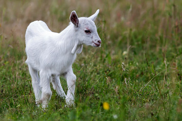 Small white goatling in the green spring meadow