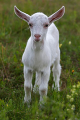 Naklejka na ściany i meble Small white goatling in the green spring meadow