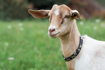 Young and very nice Anglo-Nubian goat