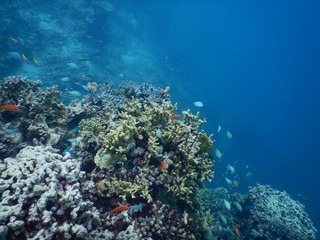 Unterwasserlandschaft Korallen Malediven