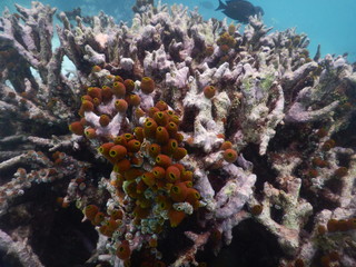 Naklejka na ściany i meble Unterwasserlandschaft Korallen Malediven