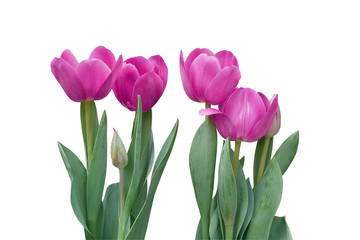 Spring blooming flower pink tulips with green leaves isolated on white background, clipping path included.