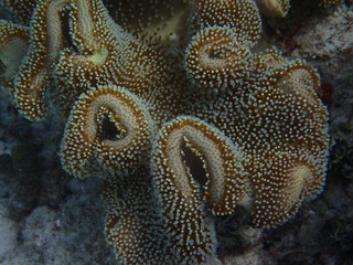 Sarcophyton Lederkoralle Malediven