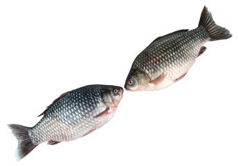 Two crucians lie diagonally. Isolated on white background. Freshwater fish.