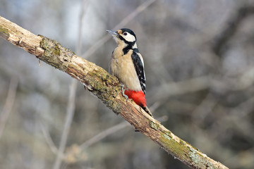 The great spotted woodpecker sits in a park on a branch, preparing to eat lard.