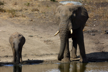 The African bush elephant (Loxodonta africana) drinking from the waterhole. Big male and young eli drinking.