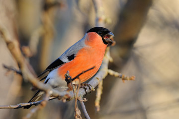 Eurasian bullfinch screaming while sitting on a branch of an apple tree in the park (at dawn).