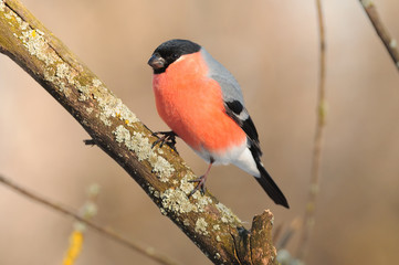 Eurasian bullfinch sits on a branch covered with lichen (in the warm rays of the rising sun).