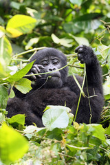 The mountain gorilla (Gorilla beringei beringei) sitting on the green bush