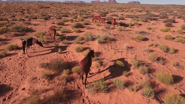 push to pan down of Wild horses, drone aerial 4k, monument valley, valley of the gods, desert, cowboy, desolate, mustang, range, utah, nevada, arizona, gallup, paint horse
