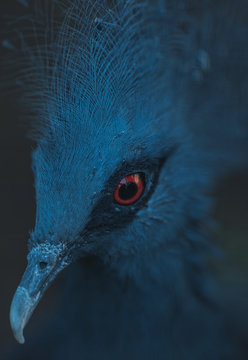 Victoria crowned pigeon