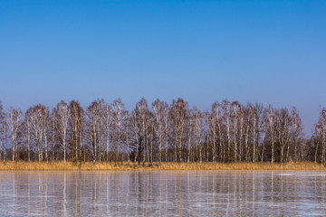 zimowy krajobraz, słoneczny dzień, las brzozowy, niebieskie niebo, zmrożony niebieski staw © Ewa Cierniak