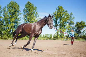 Young woman training horse on cord in padock on summer day. Horse galloping in corral