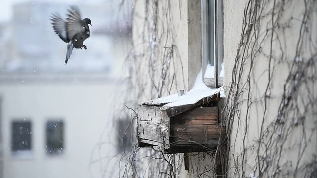 Detail clip with old wooden window during snowfall