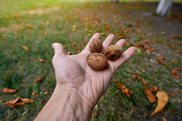 Closeup of male hand holding three tasty walnuts