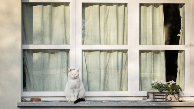 Cat spends a summer evening sitting on windowsill