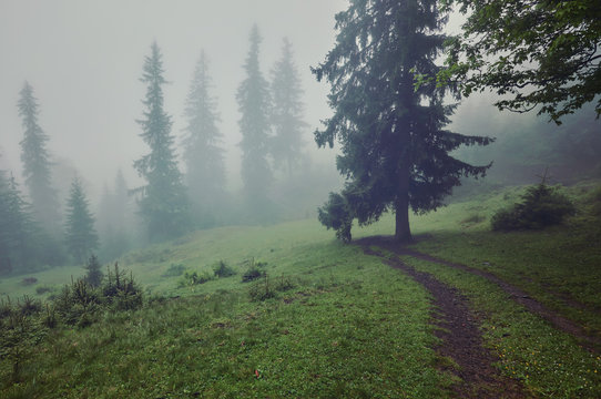 Fototapeta Foggy morning summer landscape with fir trees
