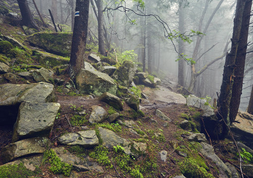 Fototapeta forest path through heavy forest, light fog and fern line.