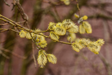 Blossoming willow twigs on a Sunny day.