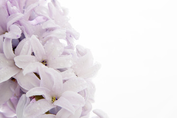 the fragment of blossoming hyacinth with raindrops isolated on white background