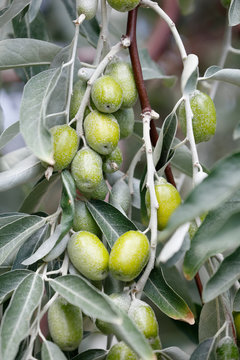 Silverberry, oleaster