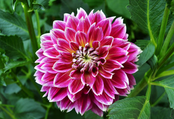 Fototapeta premium Pink and white dahlia
