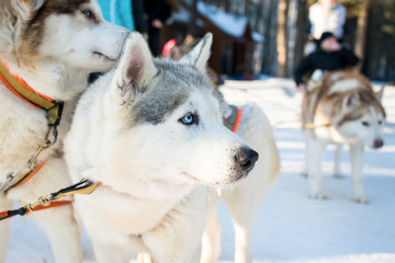 The husky skiing