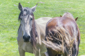 Equus ferus caballus. Two horses in defensive position. Each one of them is looking to opposite...