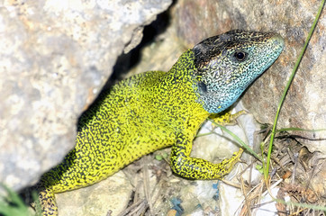 Lacerta schreiberi. Iberian emerald lizard between rocks. Small focus area, only over the head. This reptile is endemic of Iberian Peninsula ( Spain and Portugal ). Head is blue because he is a male. 