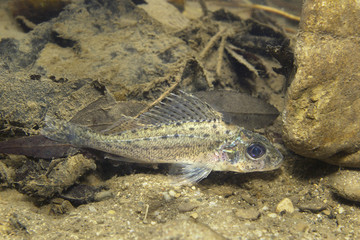 Freshwater fish Ruffe (Gymnocephalus cernuus) in the beautiful clean pound. Underwater photography in the river habitat. Wild life animal. Ruffe or Kaulbarsch in the nature habitat with nice backgroun