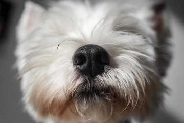 White Dog with black nose closeup. Westie close up